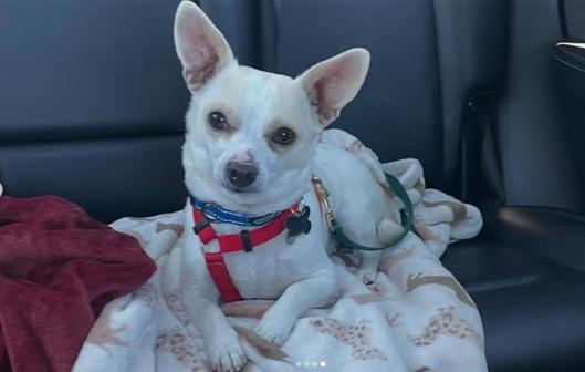 Goose, Adopted, Young Male Chihuahua.