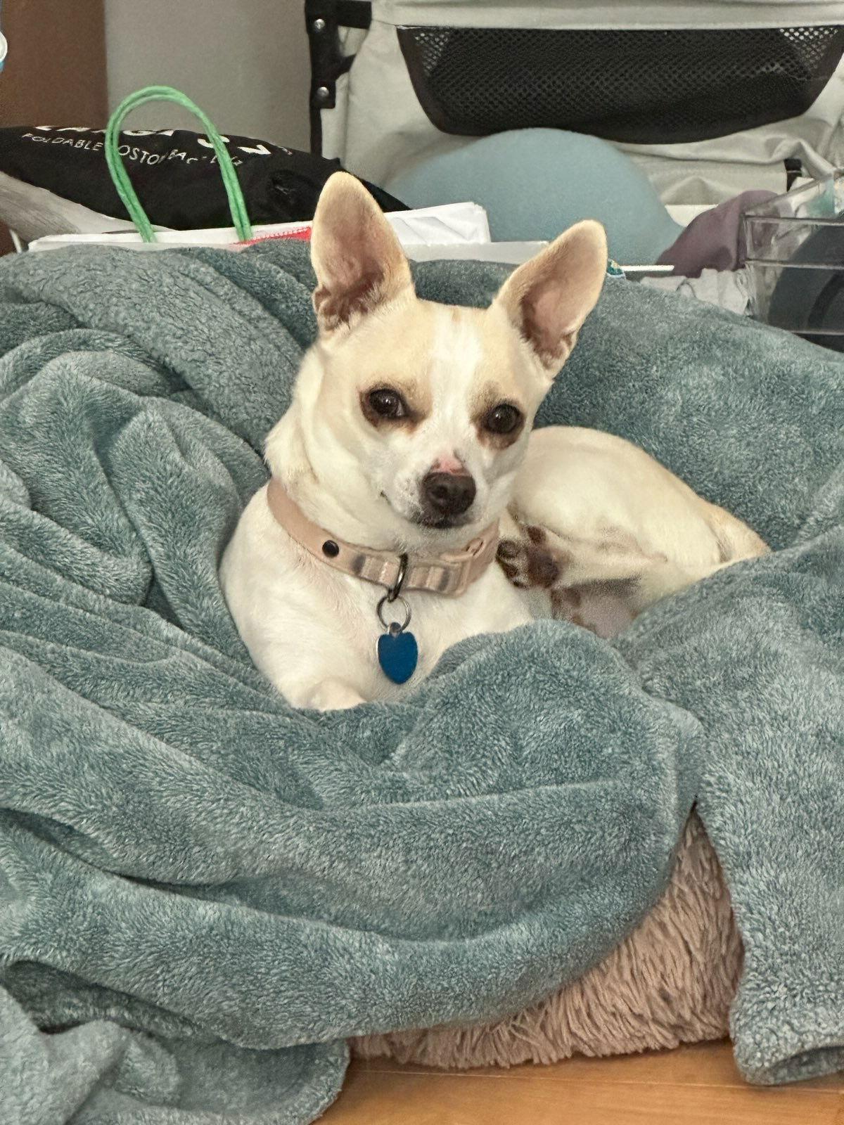 Enlarge Goose, a Adopted Chihuahua in San Francisco, CA image 3/3