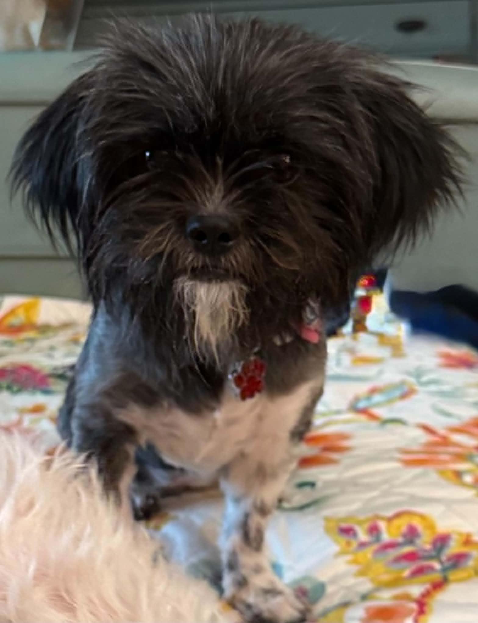 Enlarge Oreo, a ADOPTABLE mixed breed in Temple, TX image 1/5
