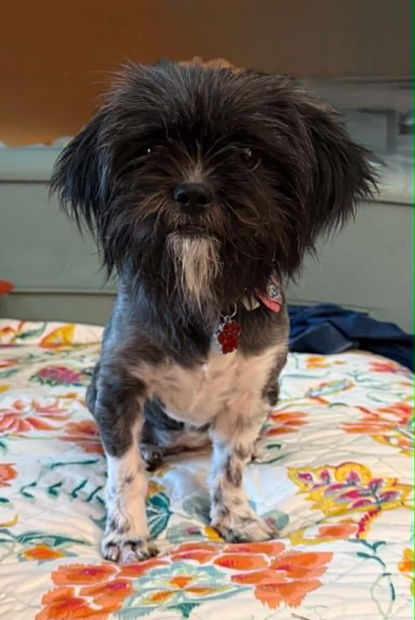 Enlarge Oreo, a ADOPTABLE mixed breed in Temple, TX image 3/5