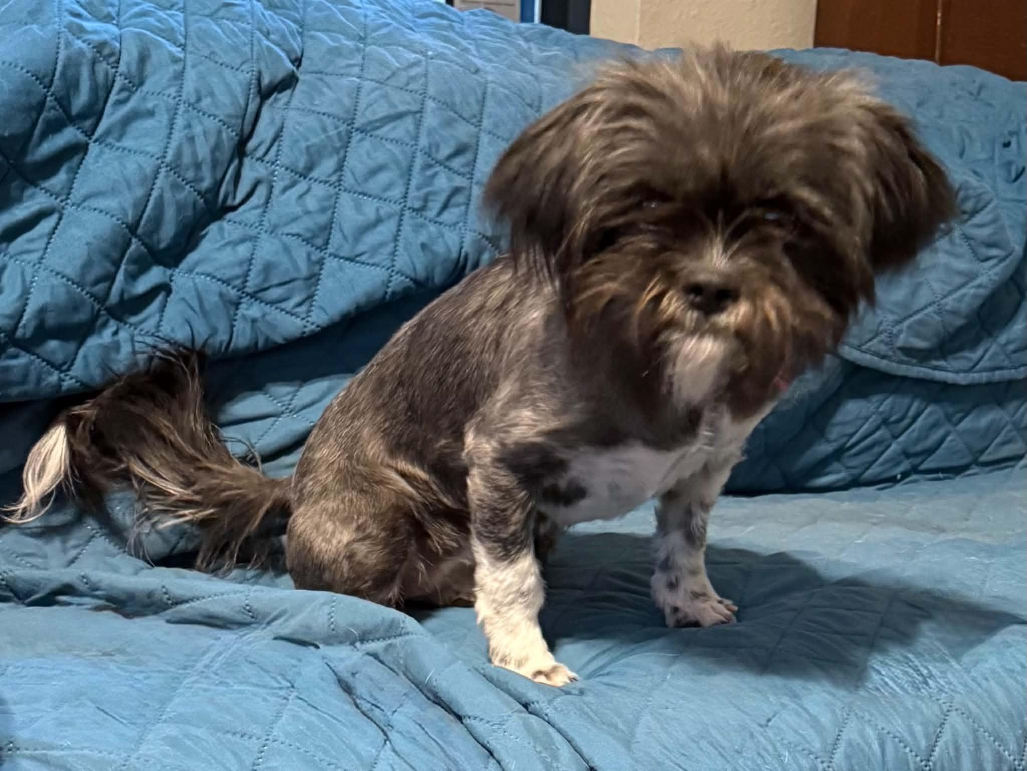 Enlarge Oreo, a ADOPTABLE mixed breed in Temple, TX image 2/5