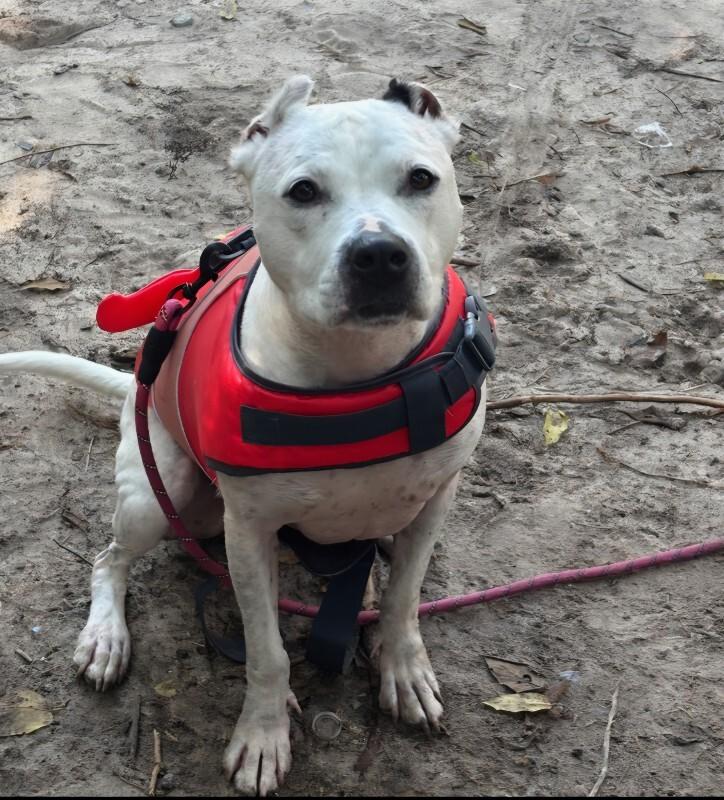 Jade, a Adoptable Pit Bull Terrier in Chattanooga, TN image 1/3