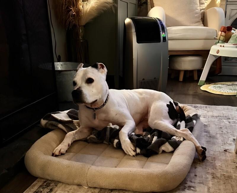 Jade, a Adoptable Pit Bull Terrier in Chattanooga, TN image 2/3