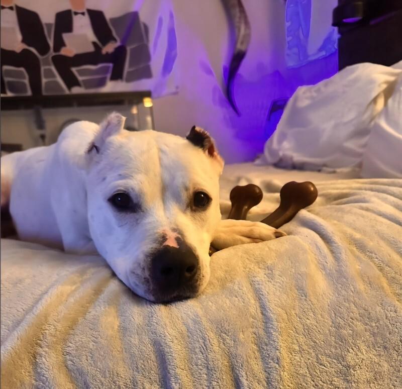 Jade, a Adoptable Pit Bull Terrier in Chattanooga, TN image 3/3