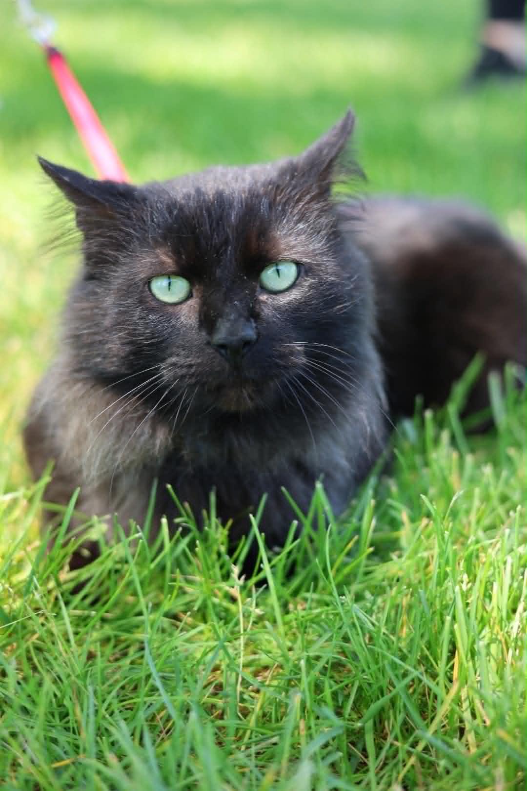 Enlarge Bobert, a Adoptable Domestic Medium Hair in Troy, MI image 1/6