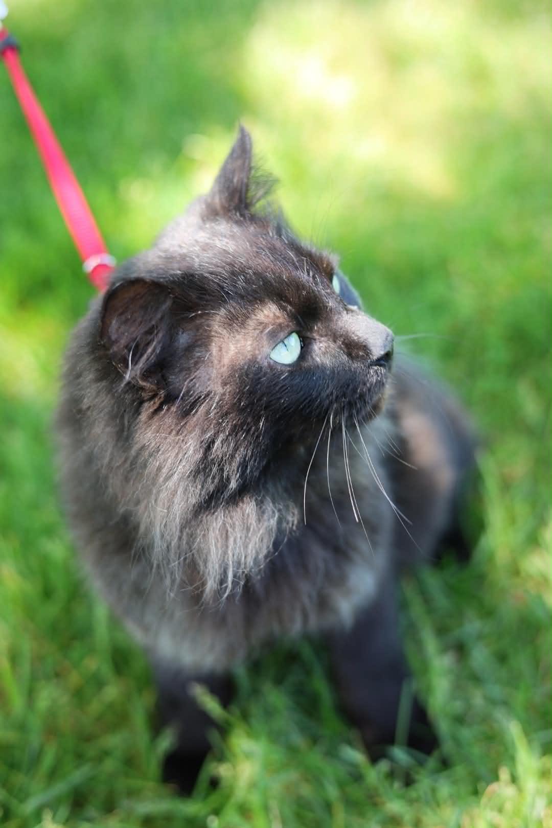 Enlarge Bobert, a Adoptable Domestic Medium Hair in Troy, MI image 2/6
