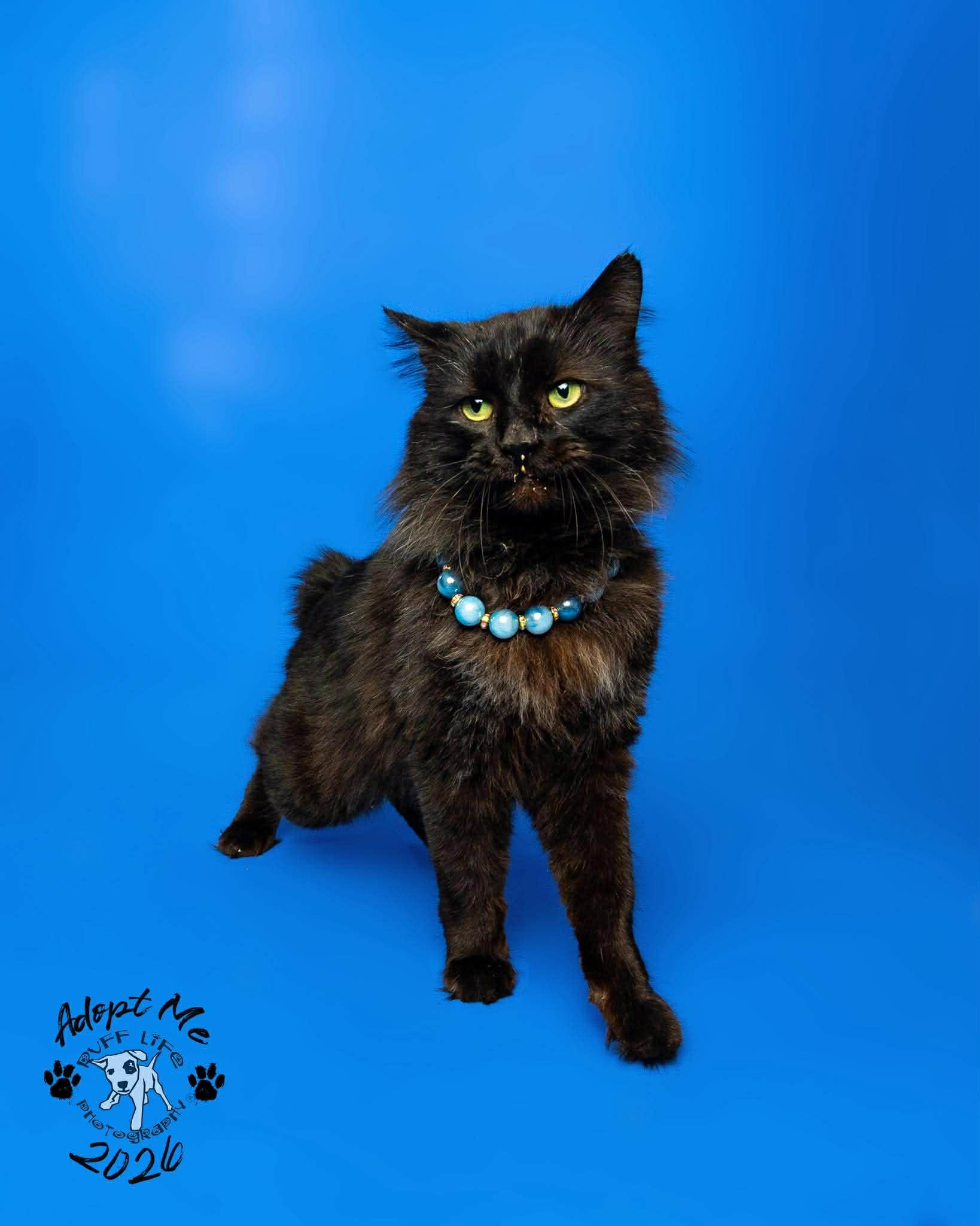 Bobert, Adoptable, Adult Male Domestic Medium Hair.