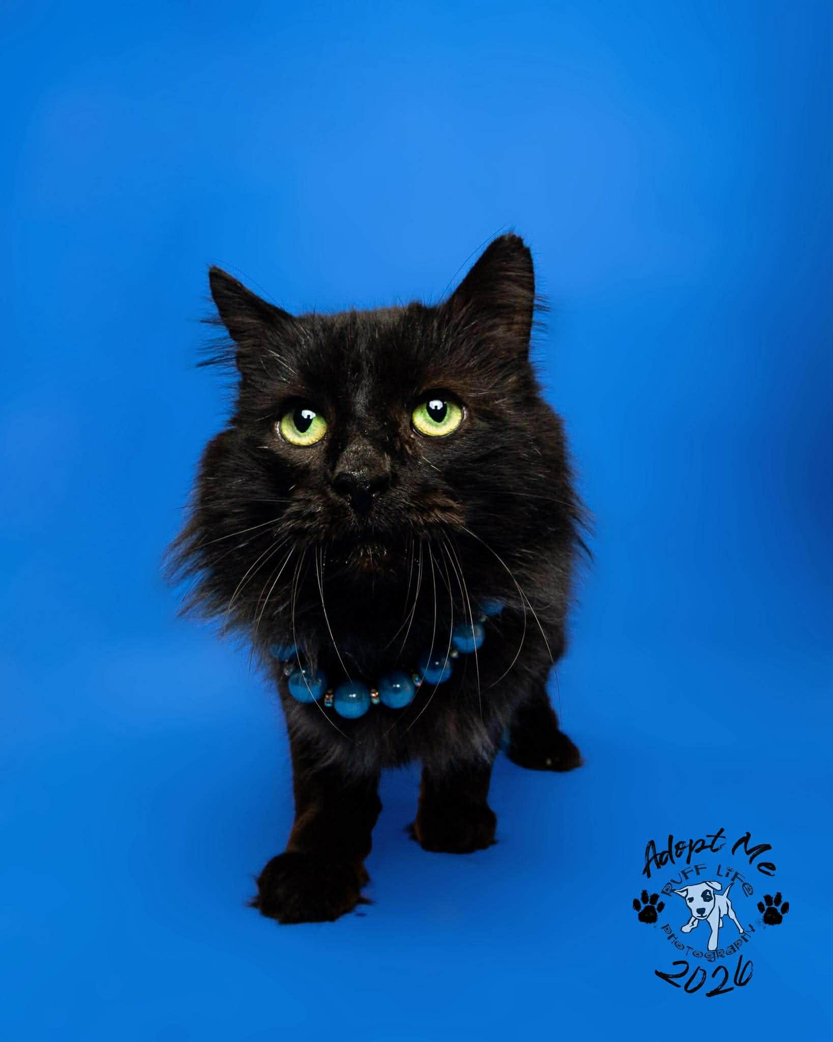 Bobert, a Adoptable Domestic Medium Hair in Troy, MI image 2/6