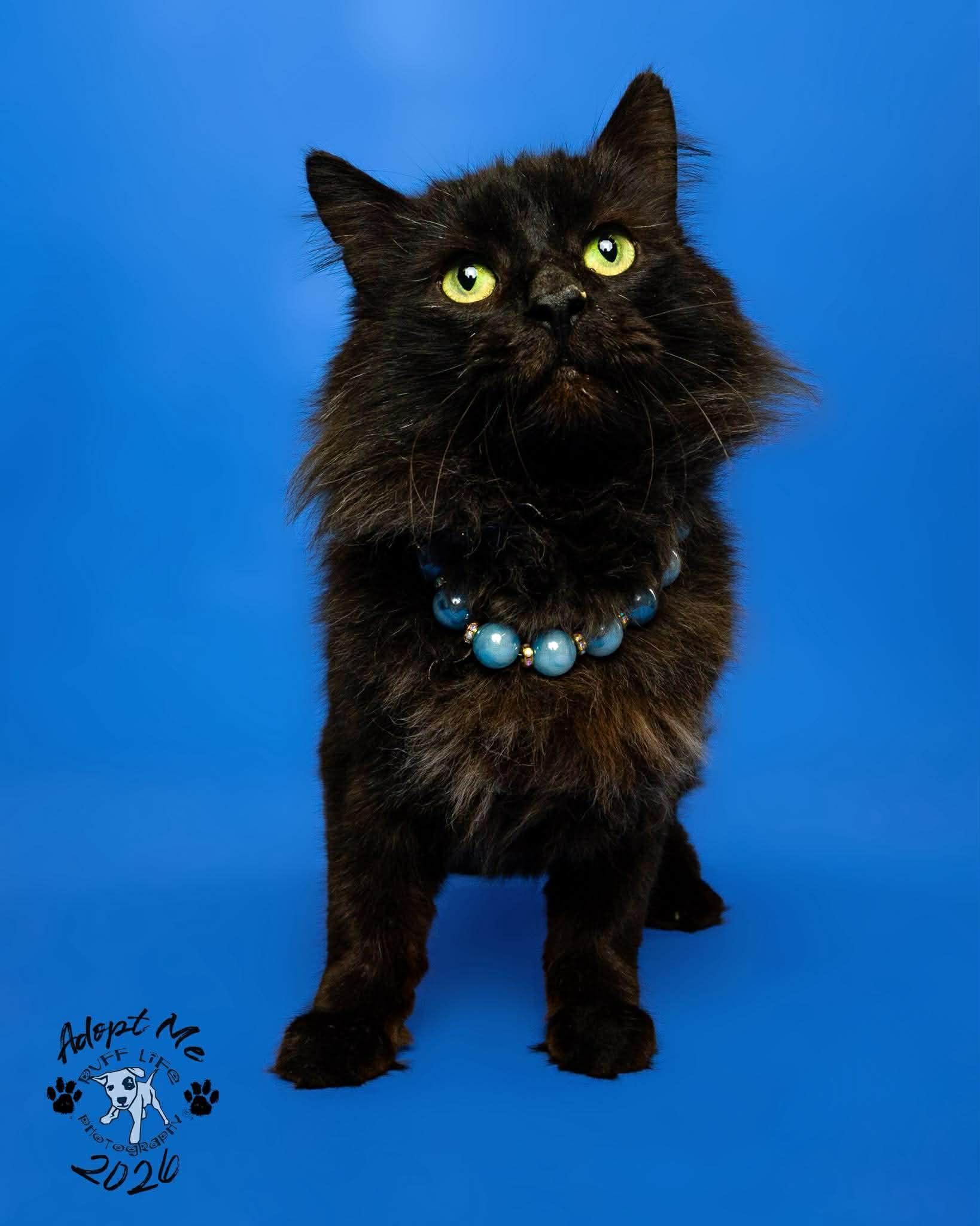 Bobert, a Adoptable Domestic Medium Hair in Troy, MI image 3/6