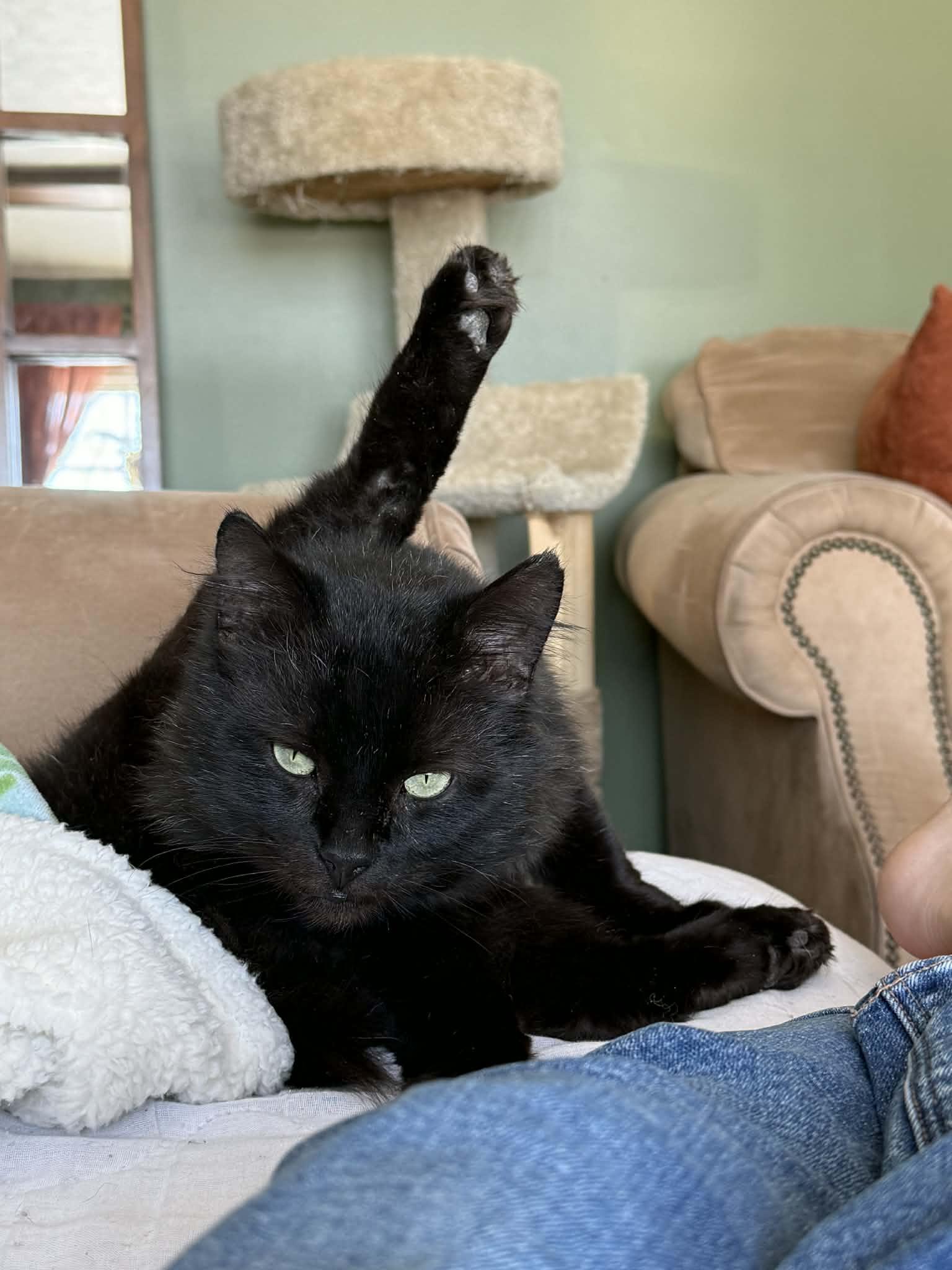 Enlarge Bobert, a Adoptable Domestic Medium Hair in Troy, MI image 4/6