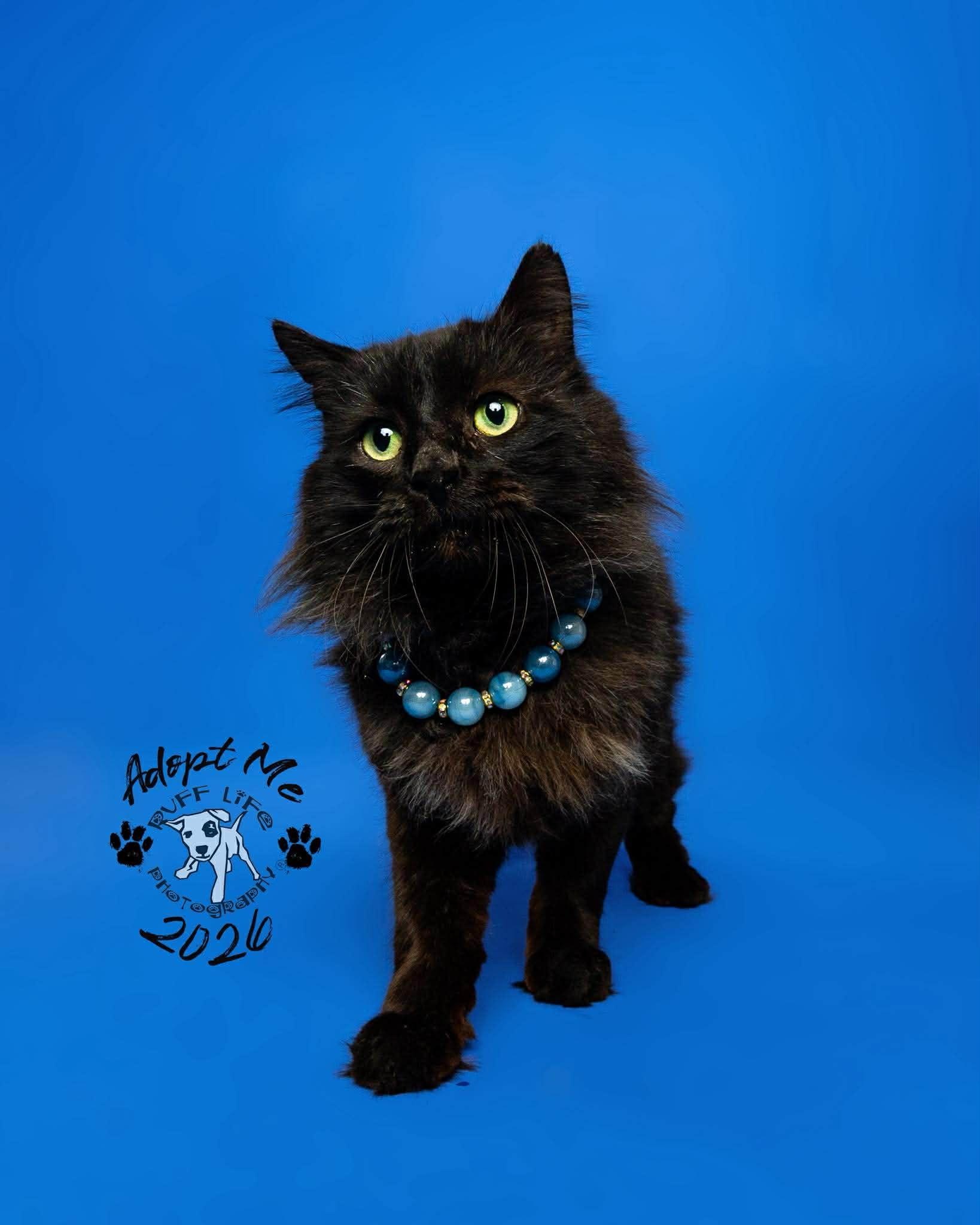 Bobert, a Adoptable Domestic Medium Hair in Troy, MI image 4/6
