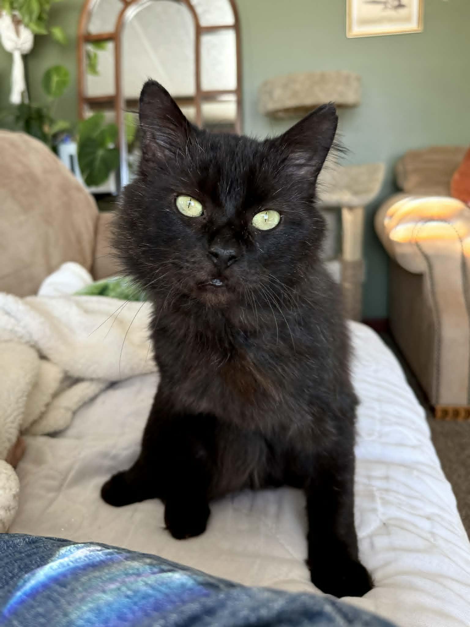 Bobert, a Adoptable Domestic Medium Hair in Troy, MI image 5/6