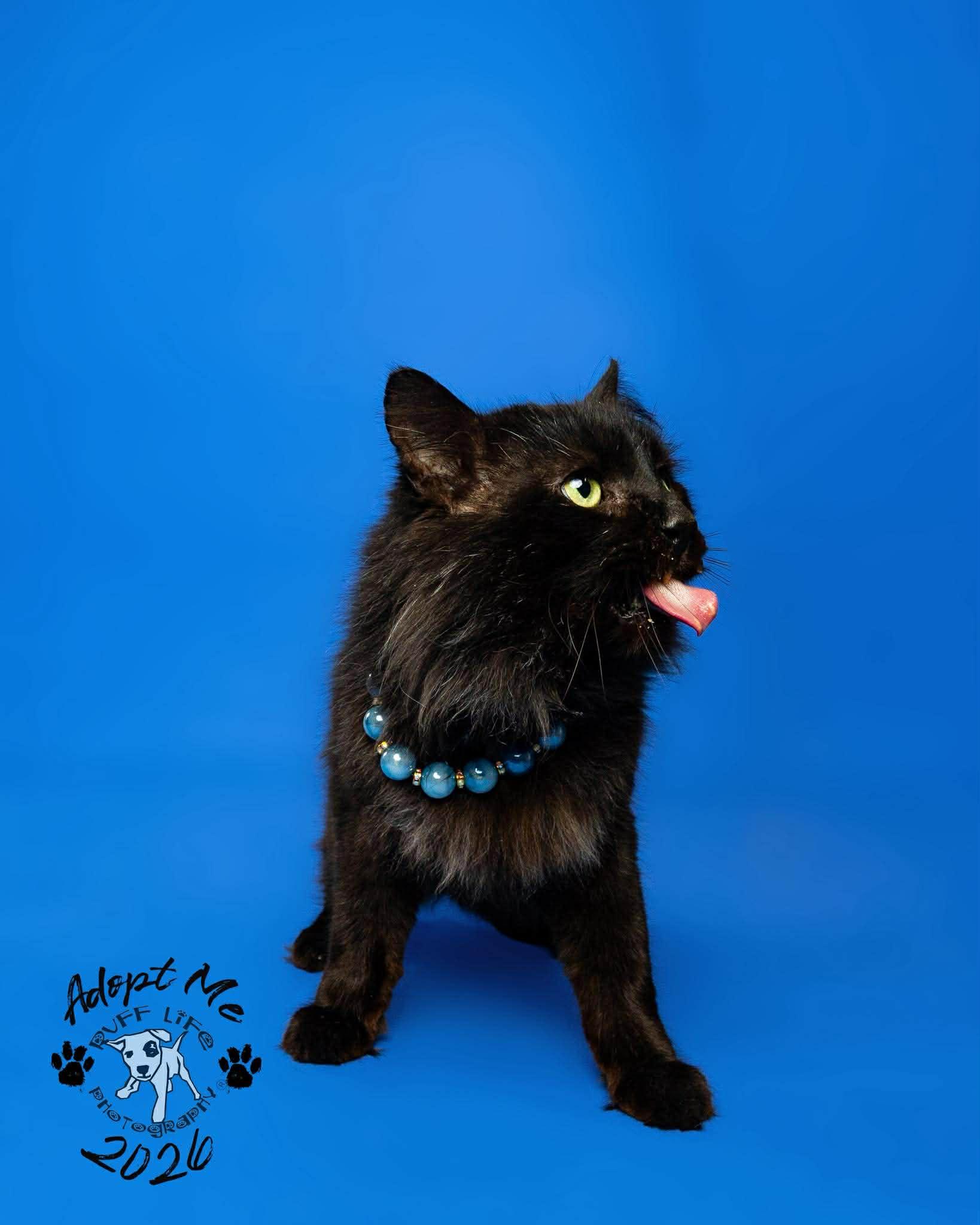 Enlarge Bobert, a Adoptable Domestic Medium Hair in Troy, MI image 5/6