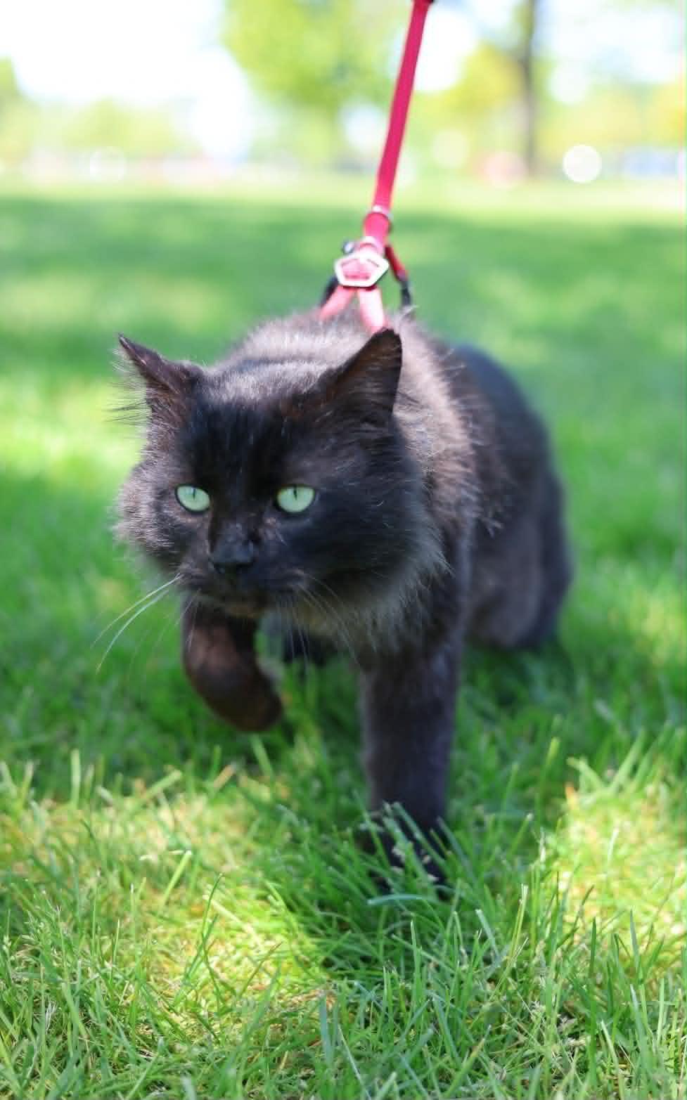 Enlarge Bobert, a Adoptable Domestic Medium Hair in Troy, MI image 6/6