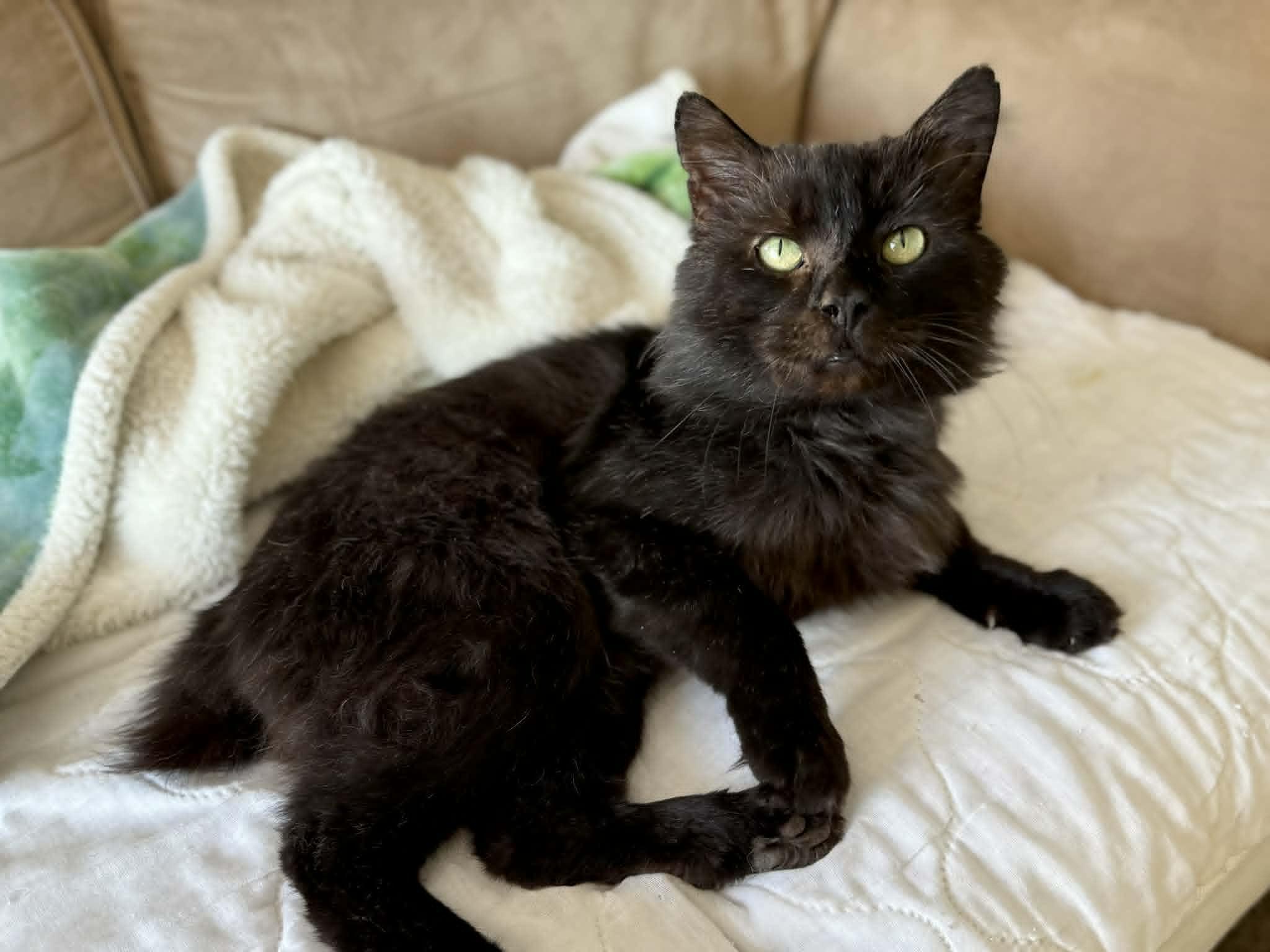 Bobert, a Adoptable Domestic Medium Hair in Troy, MI image 6/6