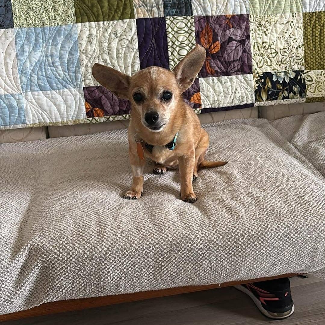 Piper - only 6lbs!!, a ADOPTABLE mixed breed in St Thomas, ON image 3/4