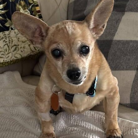 Piper - only 6lbs!!, ADOPTABLE, Senior Female Chiweenie.