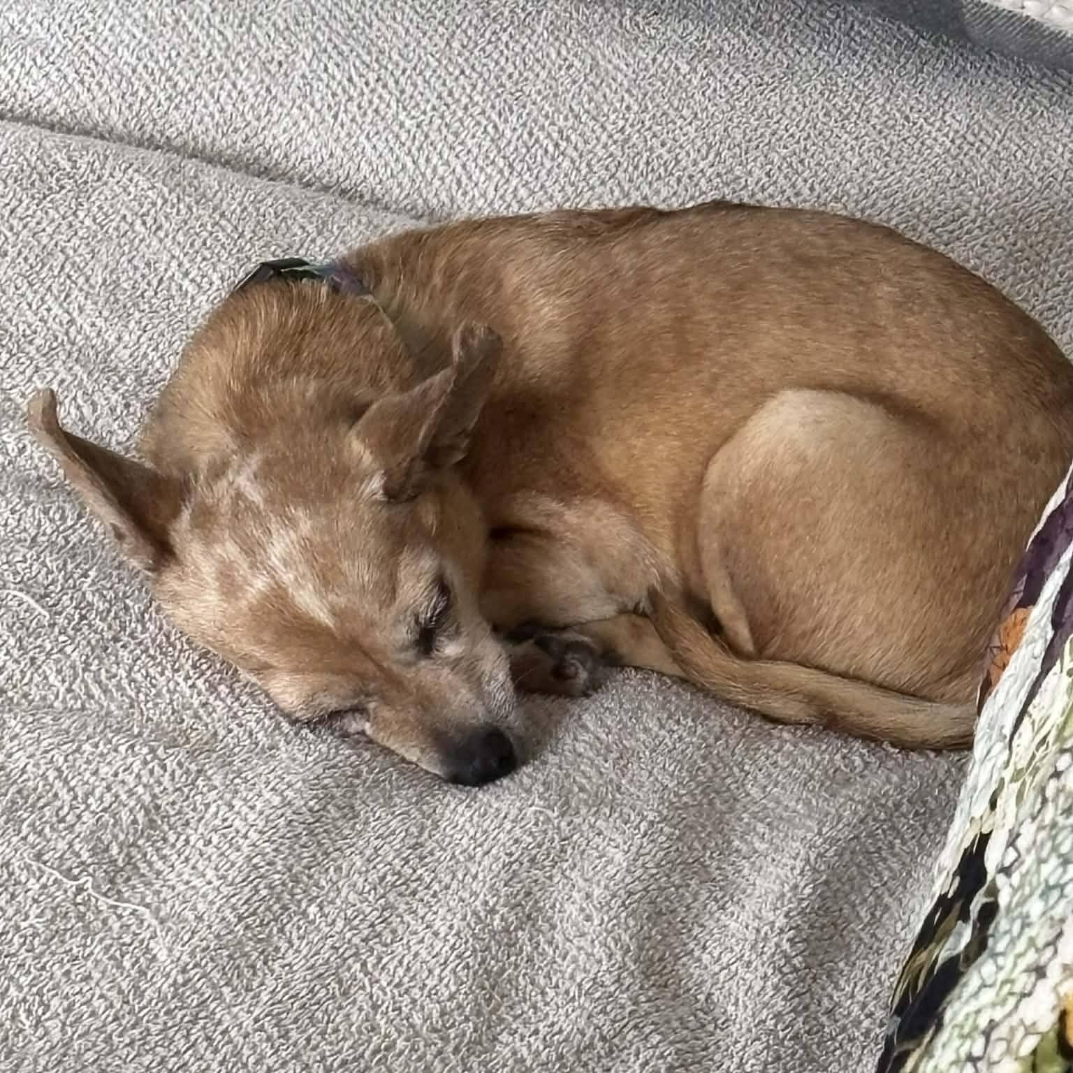 Piper - only 6lbs!!, a ADOPTABLE mixed breed in St Thomas, ON image 2/4