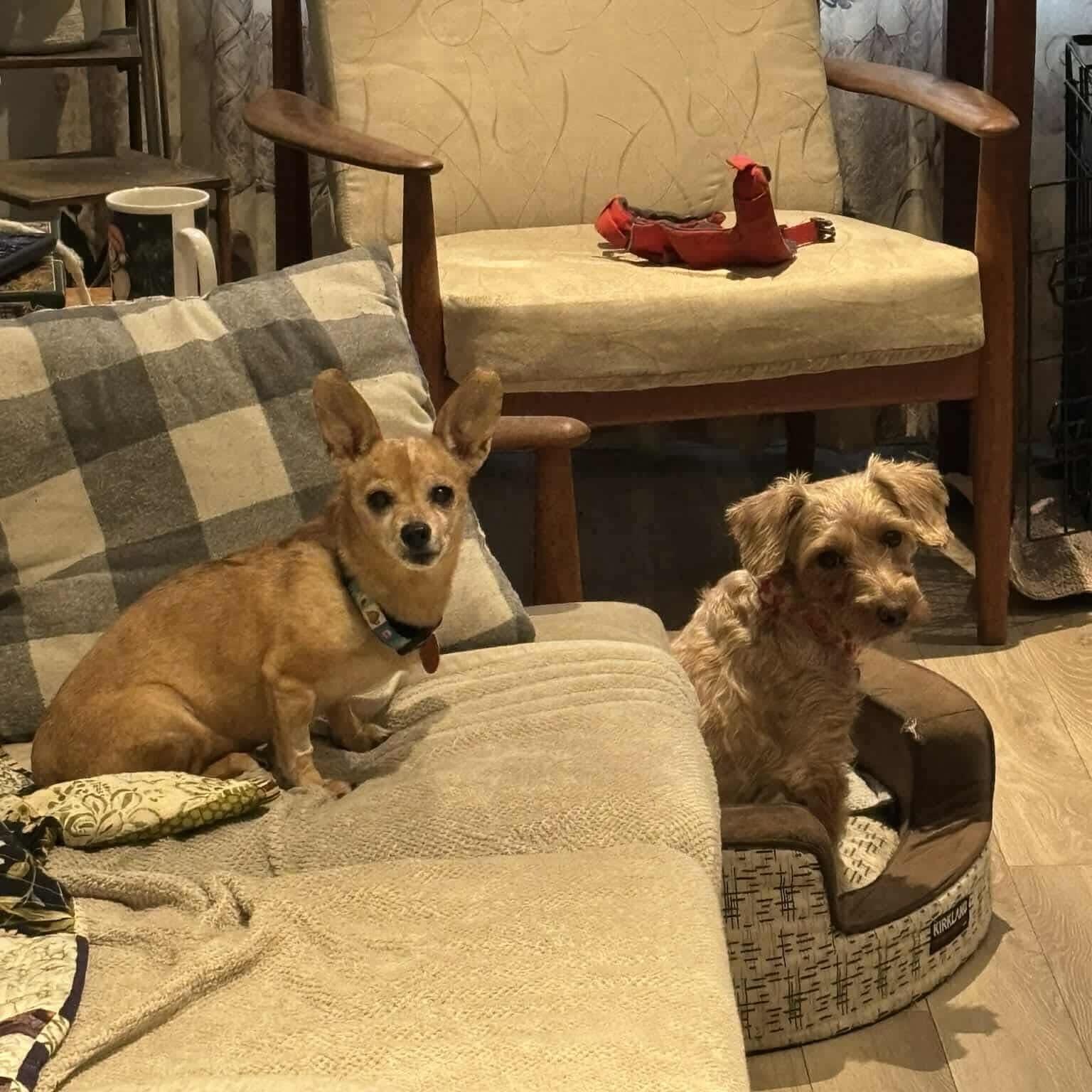 Piper - only 6lbs!!, a ADOPTABLE mixed breed in St Thomas, ON image 4/4