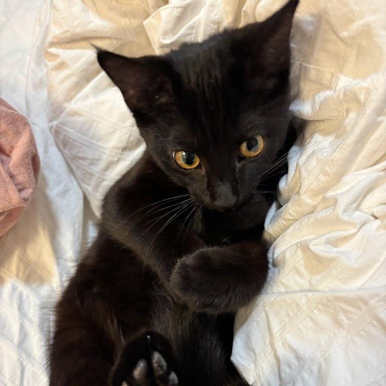 Subaru, Adoptable, Kitten Female Domestic Short Hair.