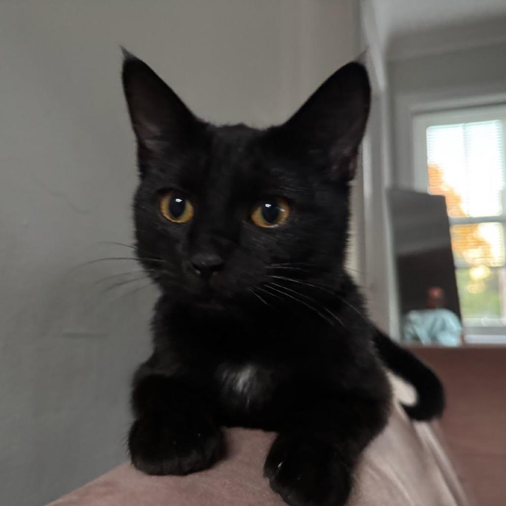 Enlarge Subaru, a Adoptable Domestic Short Hair in Evanston, IL image 2/6