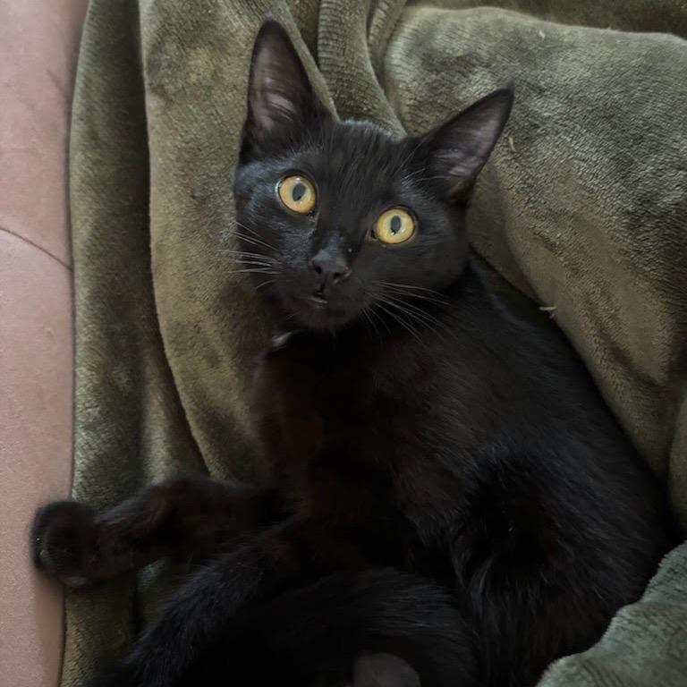 Enlarge Subaru, a Adoptable Domestic Short Hair in Evanston, IL image 3/6