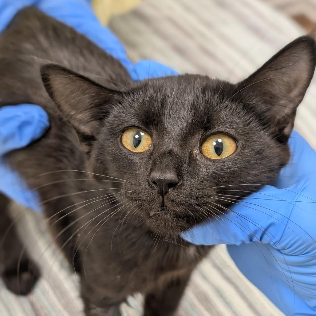 Enlarge Subaru, a Adoptable Domestic Short Hair in Evanston, IL image 4/6