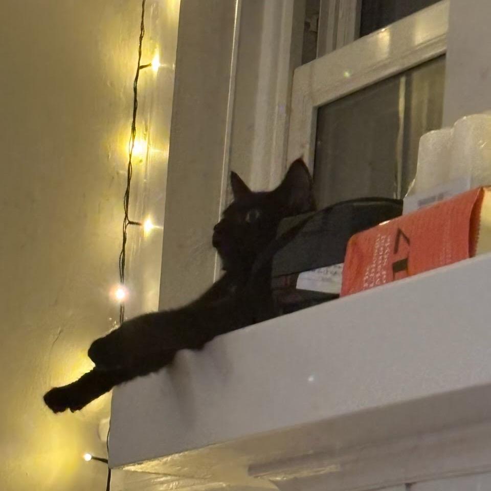 Enlarge Subaru, a Adoptable Domestic Short Hair in Evanston, IL image 6/6