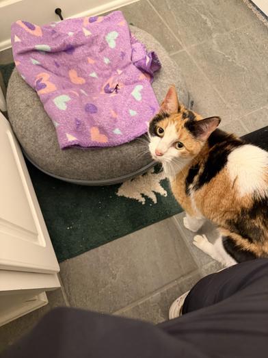 Calypso — thumbnail 3