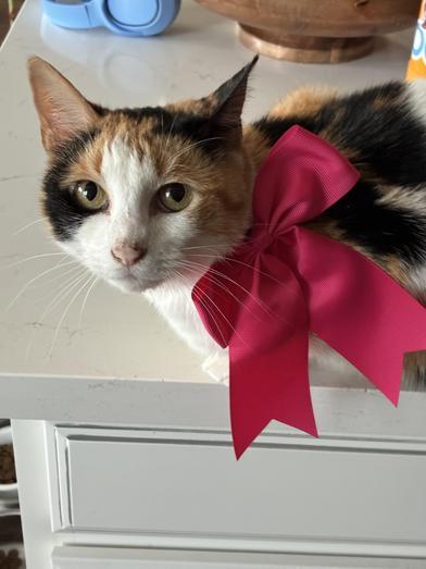 Calypso — thumbnail 4