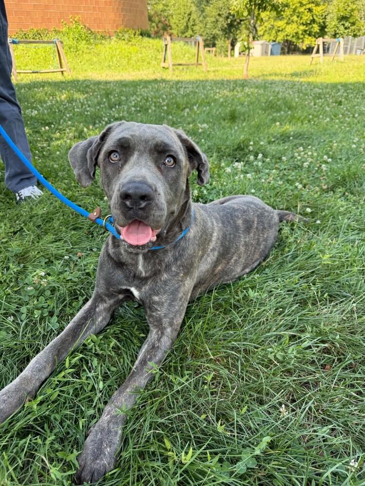 Aria, Adoptable, Puppy Female Cane Corso.