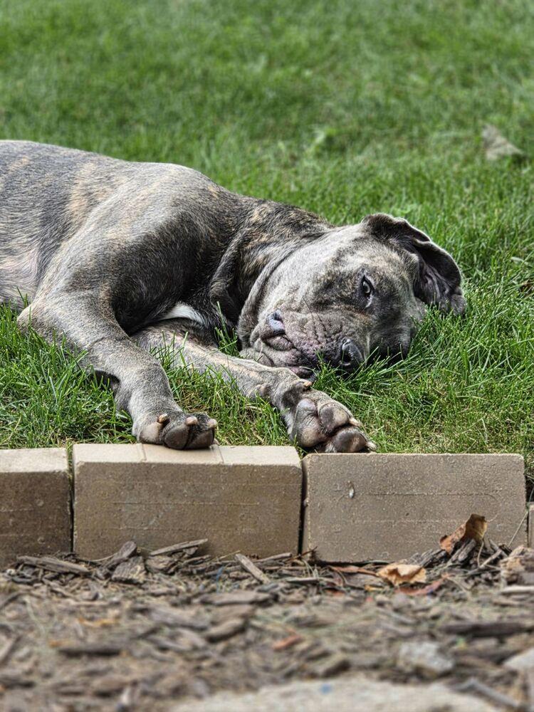 Enlarge Aria, a Adoptable Cane Corso in Oswego, IL image 2/5