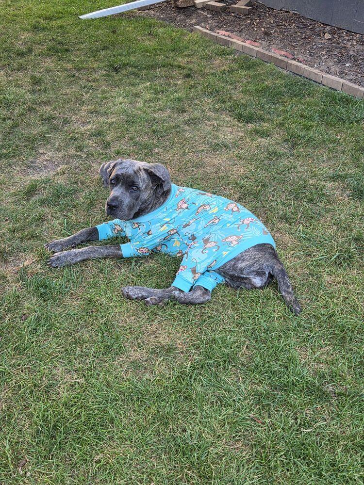 Enlarge Aria, a Adoptable Cane Corso in Oswego, IL image 3/5