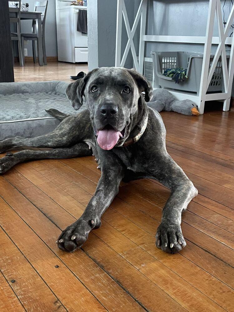 Enlarge Aria, a Adoptable Cane Corso in Oswego, IL image 4/5