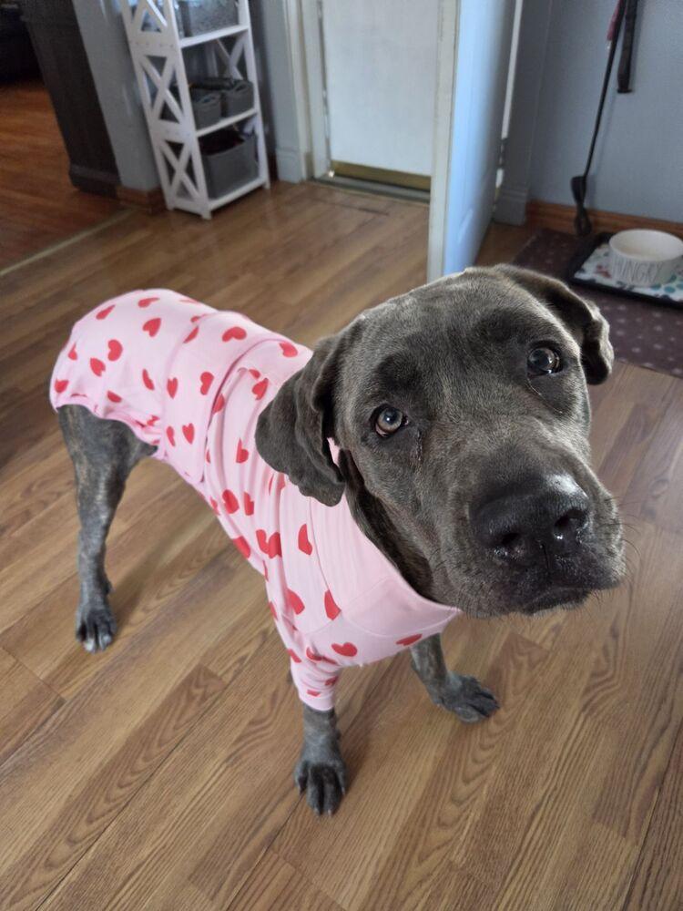 Enlarge Aria, a Adoptable Cane Corso in Oswego, IL image 5/5
