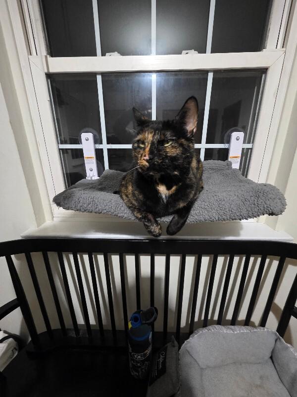 Guac — thumbnail 2