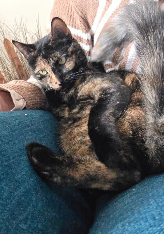 Guac — thumbnail 3