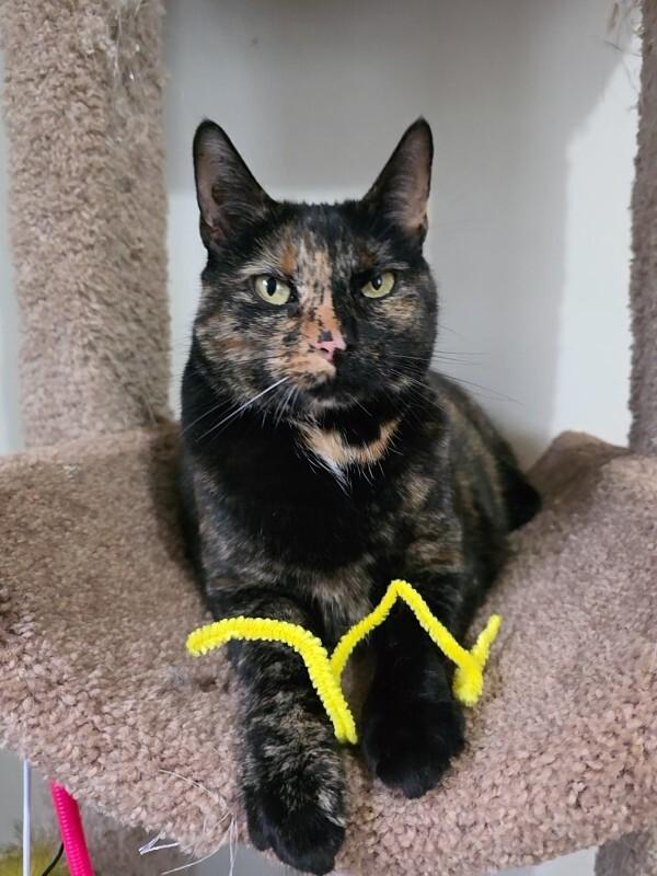 Guac — thumbnail 6