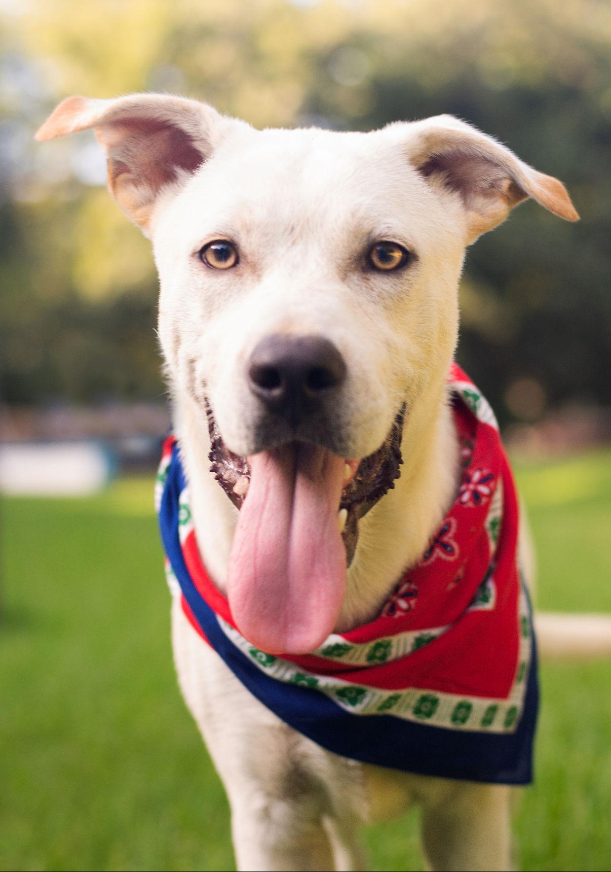 Kramer Lonestar thumbnail 3