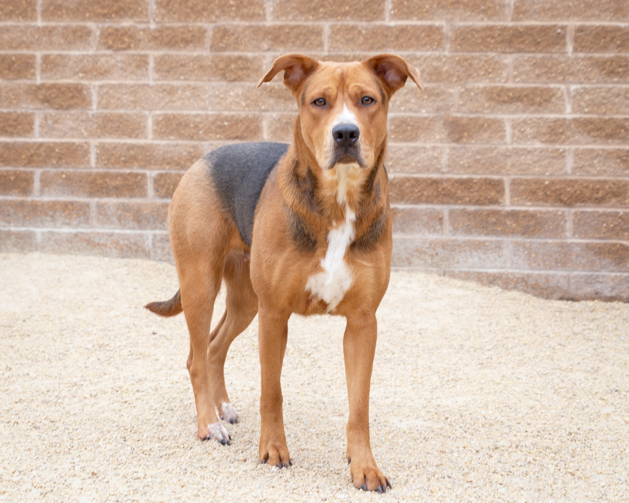 Dog for adoption Aubrey, a Shepherd in Winnipeg, MB Petfinder