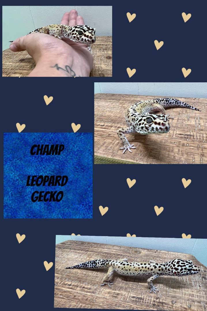 Champ photo 2