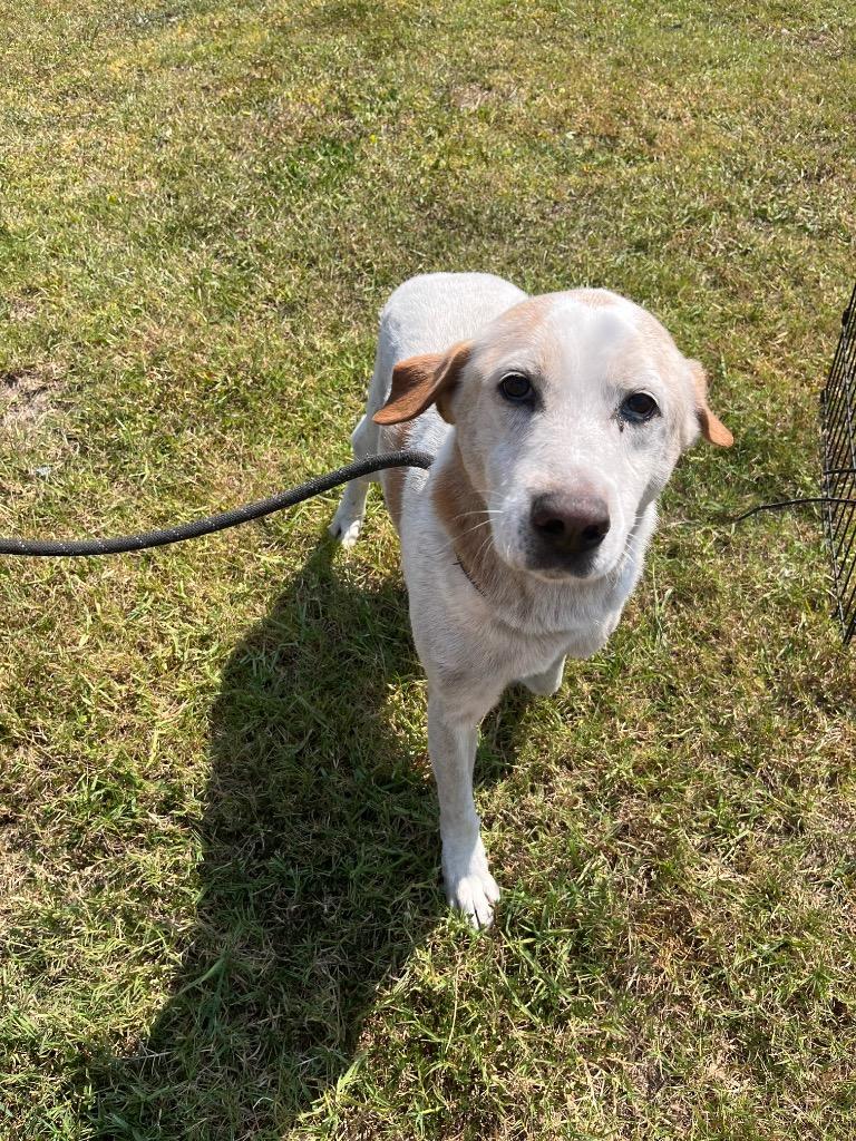 Enlarge Georgie, a Adoptable mixed breed in Woodbine, GA image 1/1