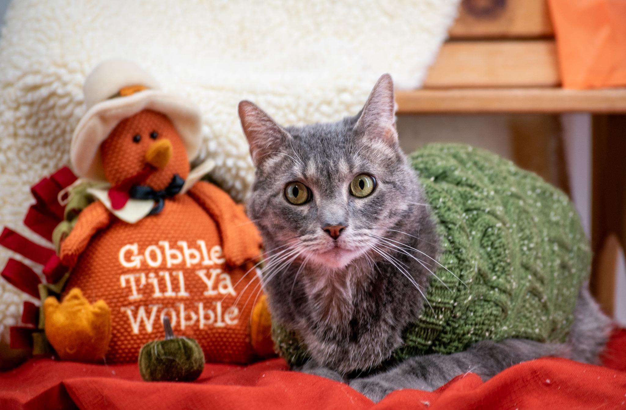 Enlarge Nando, a Adoptable Domestic Short Hair in Sevierville, TN image 3/4