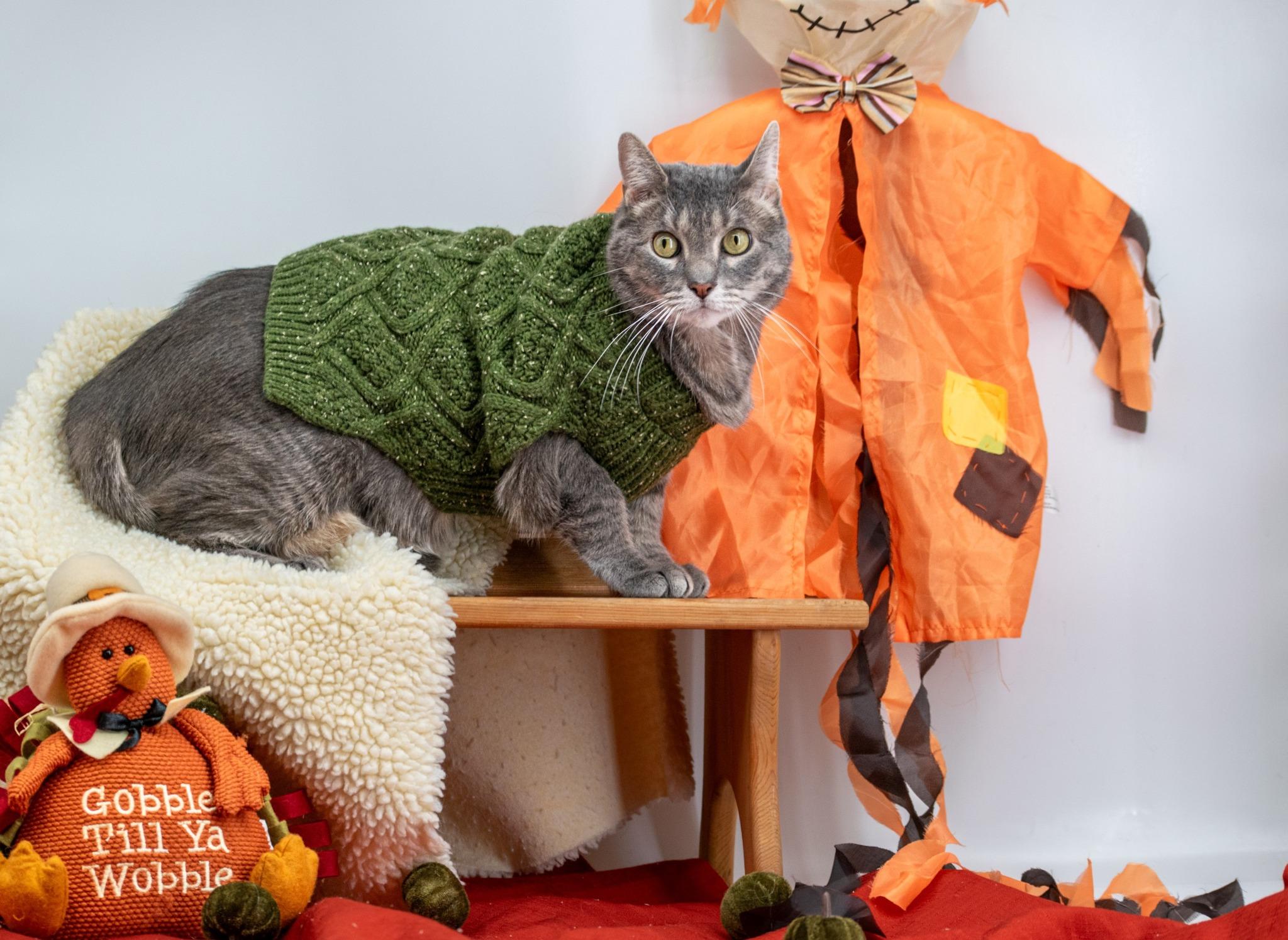 Enlarge Nando, a Adoptable Domestic Short Hair in Sevierville, TN image 4/4