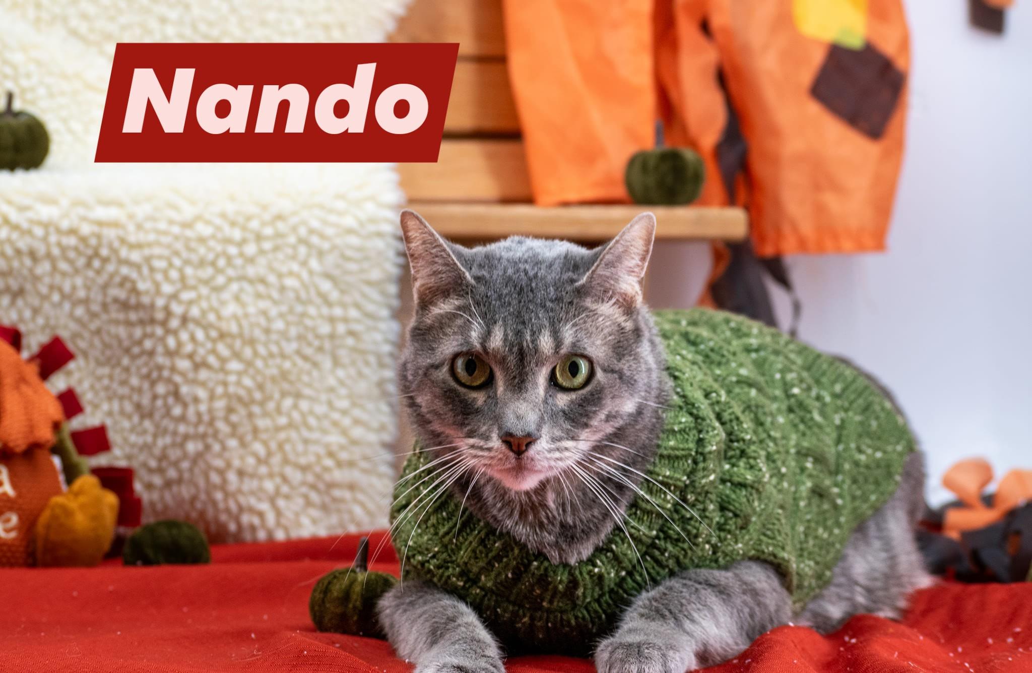Nando, Adoptable, Adult Male Domestic Short Hair.