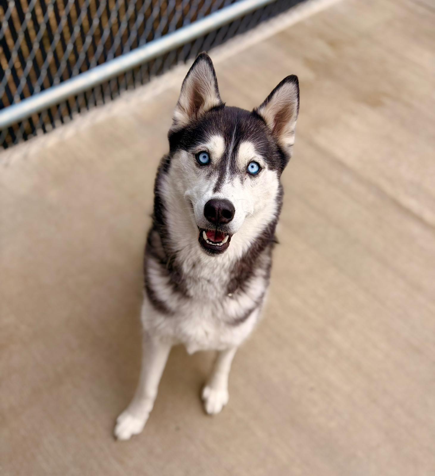Enlarge Kuda, a ADOPTABLE Husky in Medicine Hat, AB image 1/1