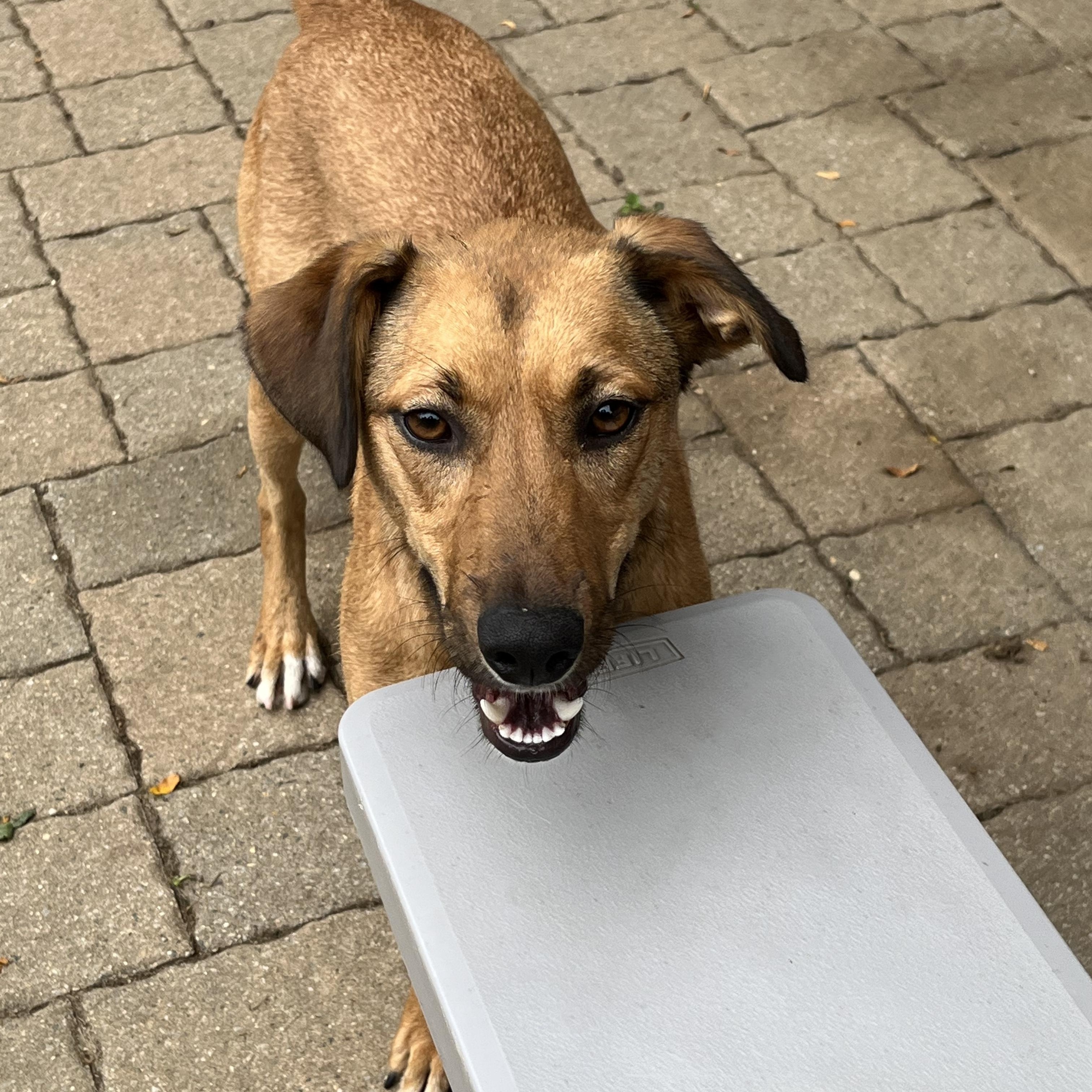 Enlarge Cherry, a Adoptable Black Mouth Cur in Rye Brook, NY image 1/2