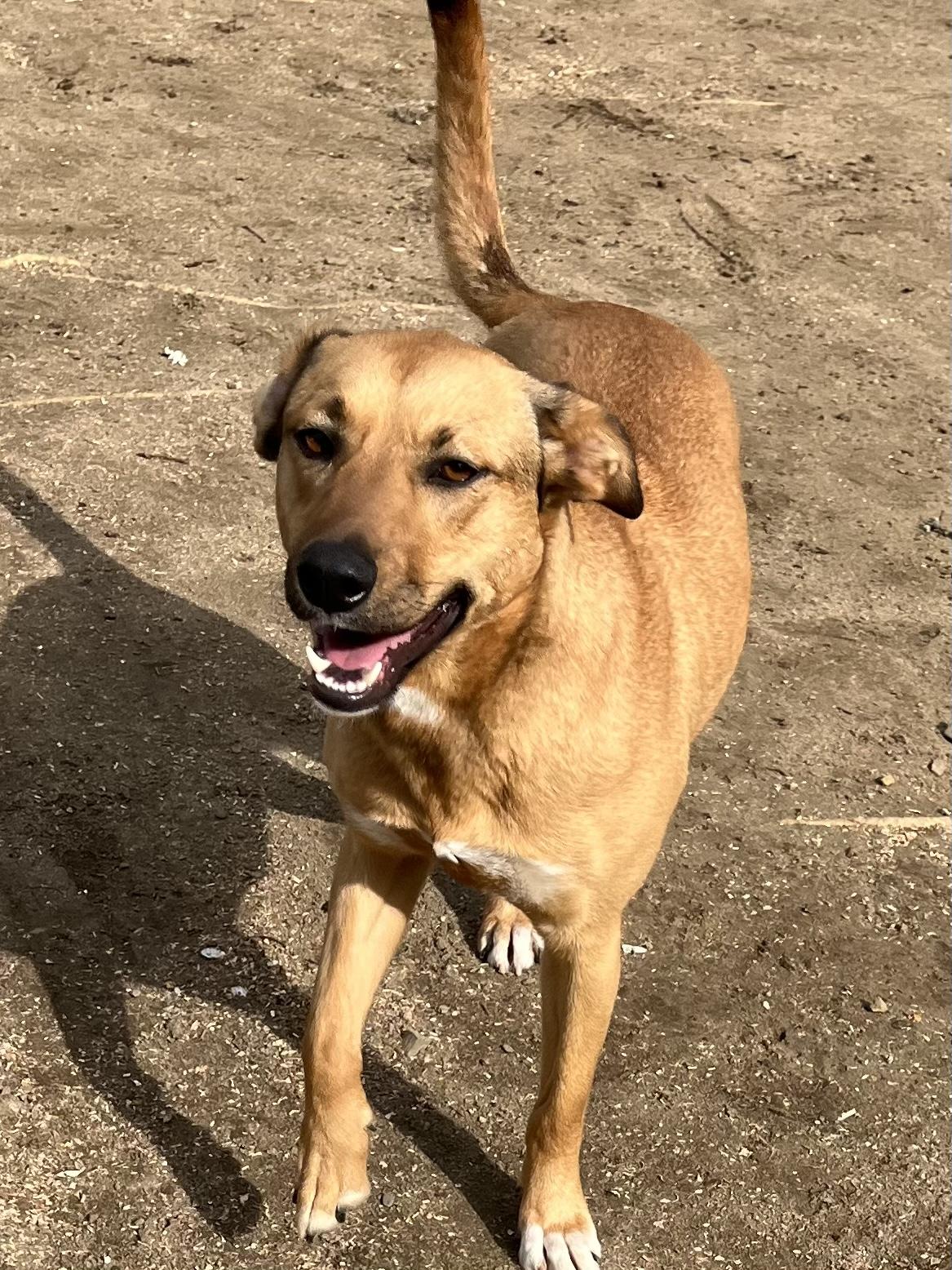 Enlarge Cherry, a Adoptable Black Mouth Cur in Rye Brook, NY image 2/2