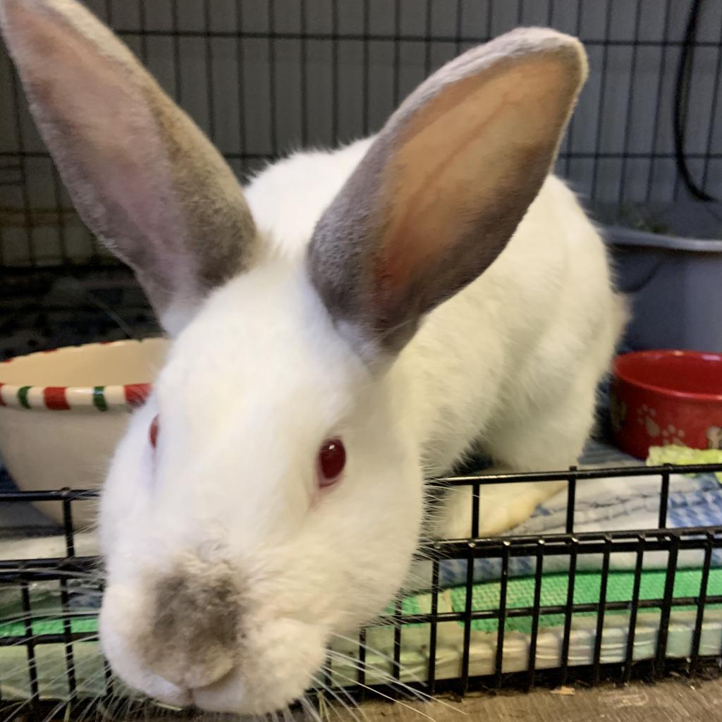 Pacey, Adoptable, Adult Male Californian.