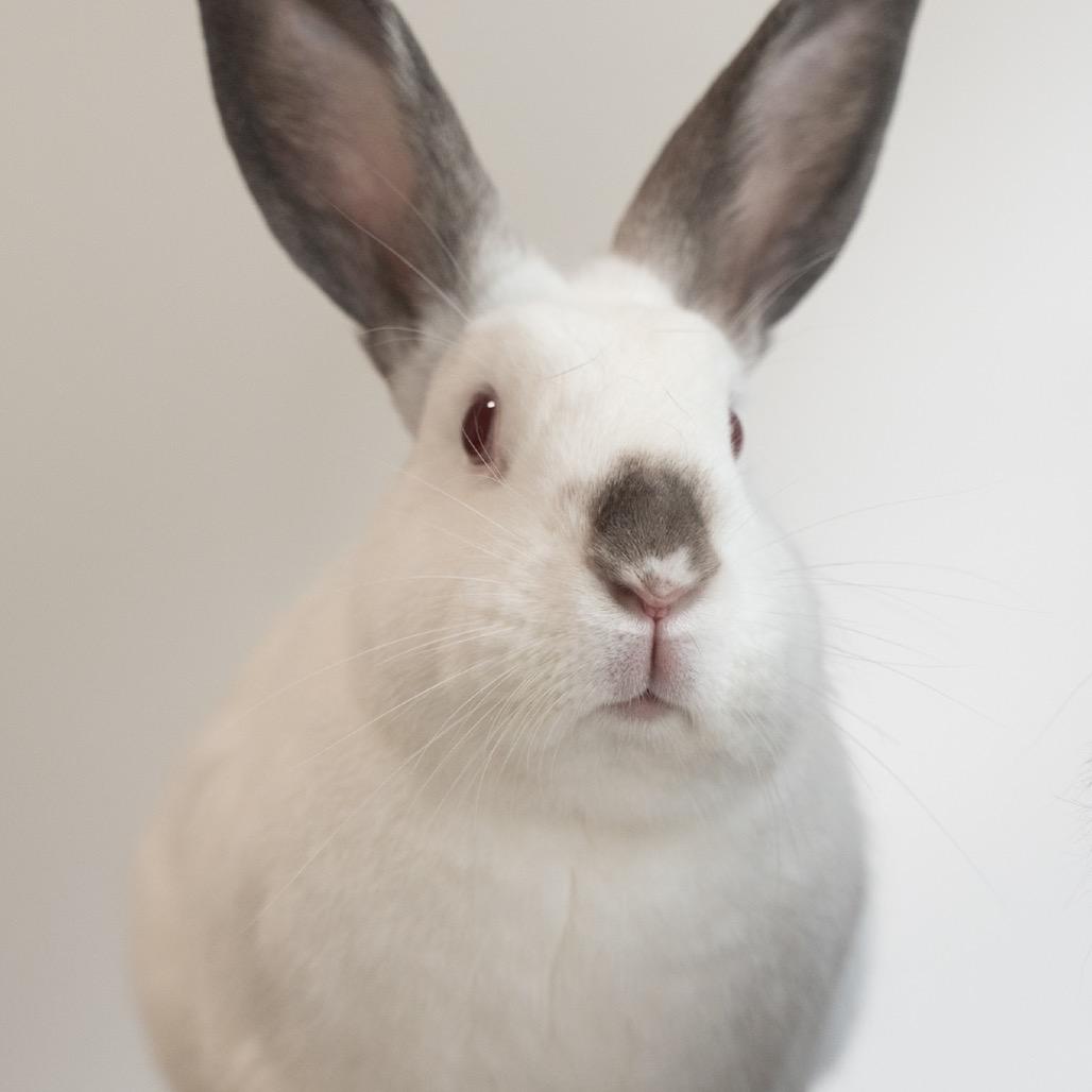 Enlarge Pacey, a Adoptable Californian in Kennesaw, GA image 2/3